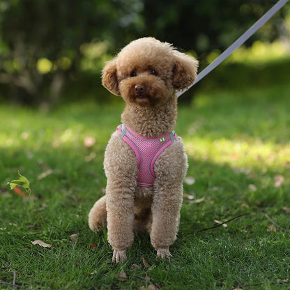 Dog Harness Leash Set for Small Dogs